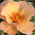Narancssárga - Virágágyi floribunda rózsa - Persian Sun